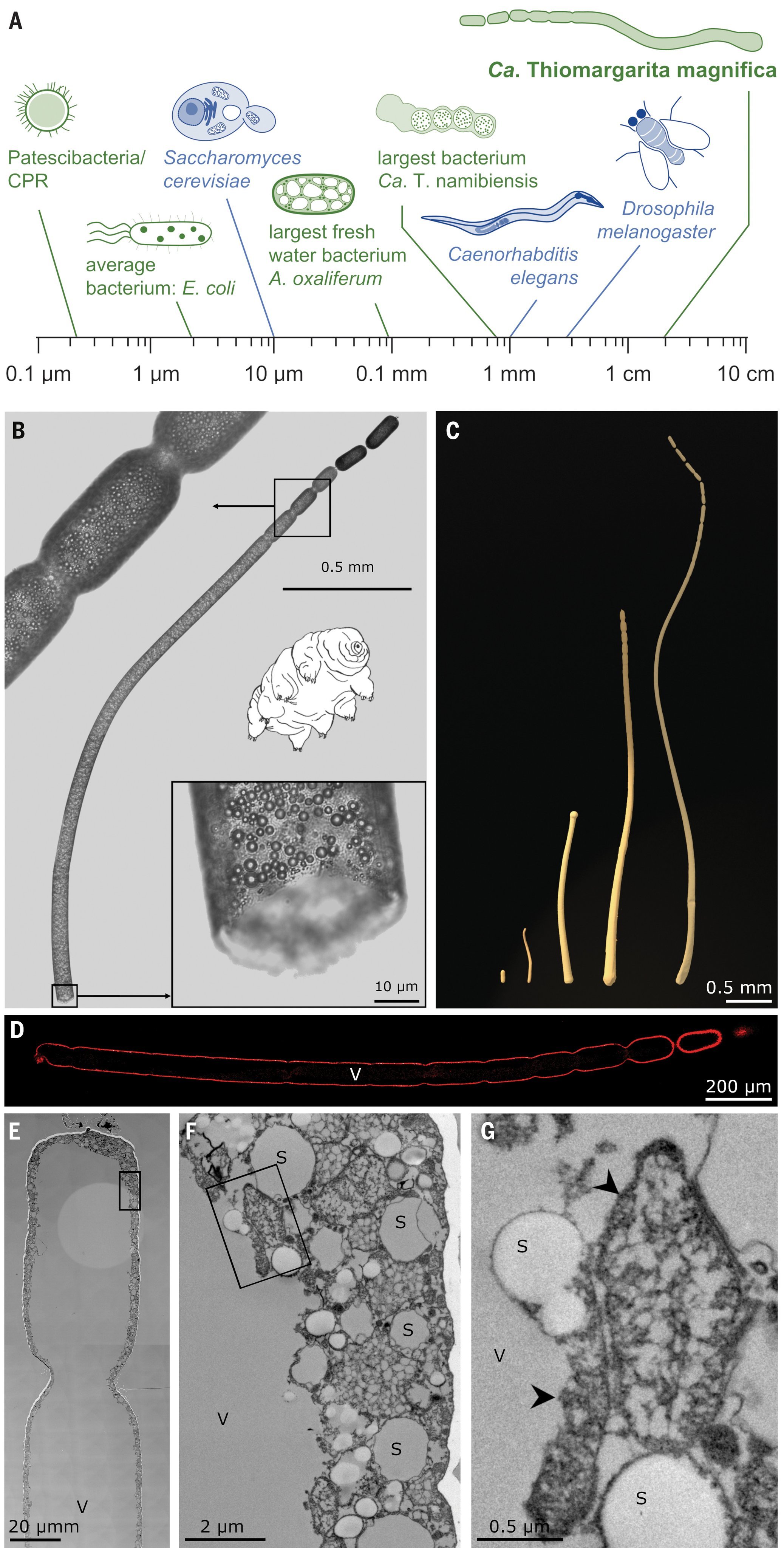 bacterie