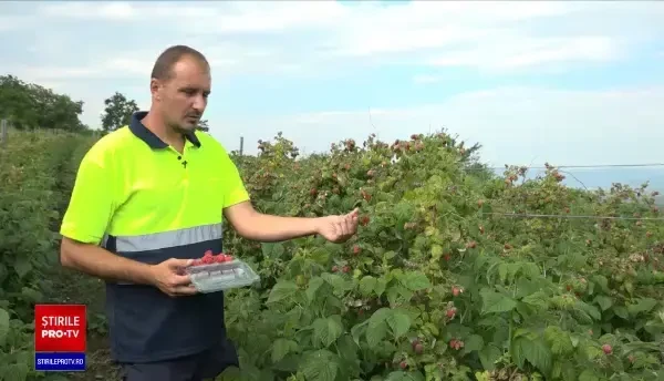 Românii cumpără zmeură din alte țări la prețuri exagerate. Explicația fermierilor români