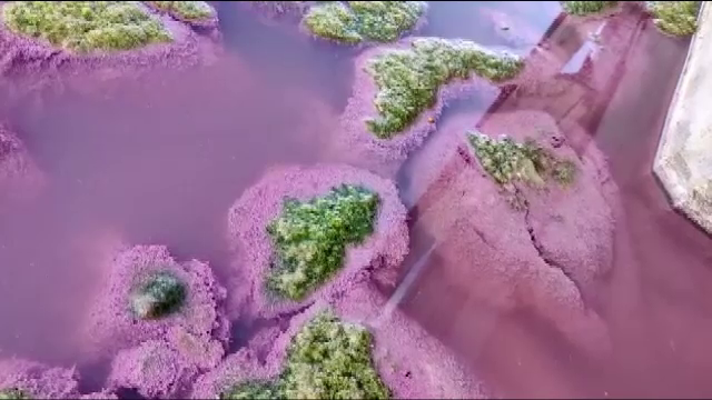 Fenomen spectaculos la Techirghiol. Ce efect are pentru oameni apa colorată în roz a lacului