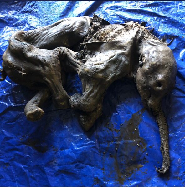 Cadavrul unui pui de mamut, vechi de 30.000 de ani, descoperit în Canada