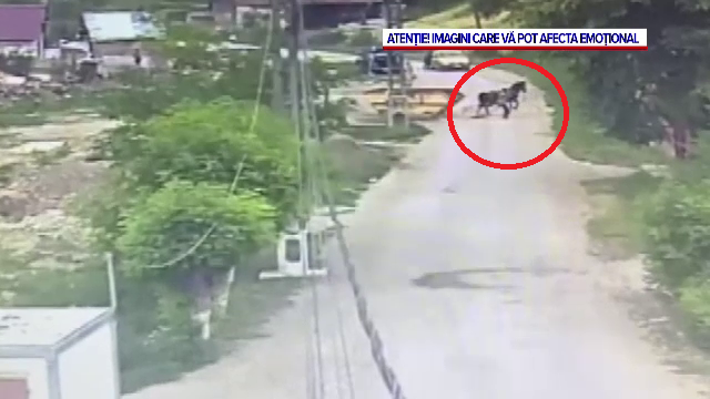 Un cal a fost bătut cu bestialitate de stăpânul său, cu un par. Tânărul de 18 ani a fost reținut. VIDEO