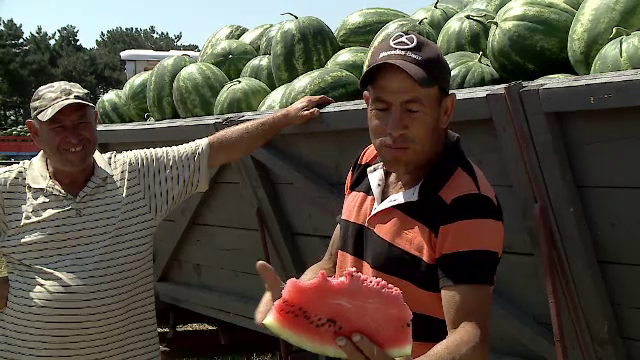 Pepenii de Dăbuleni se pot cumpăra doar de la marginea drumului. Fermierii nu au reușit să își facă o asociație