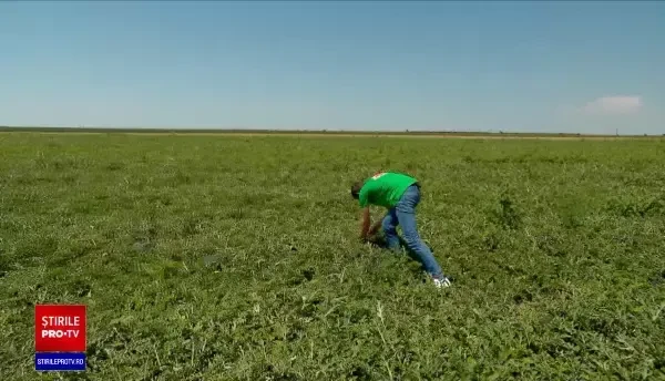 Pepenii de Dăbuleni se pot cumpăra doar de la marginea drumului. Fermierii nu au reușit să își facă o asociație