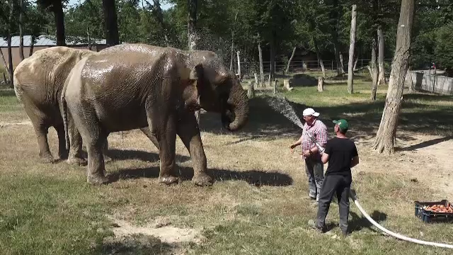 Cum fac față caniculei animalele de la zoo din Târgu Mureș. Elefanților li se face duș, maimuțele au propriul mini lac