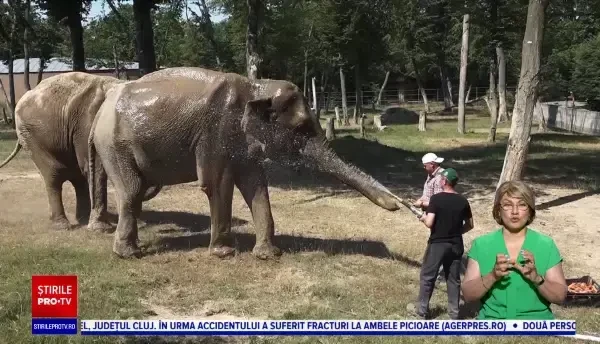Cum fac față caniculei animalele de la zoo din Târgu Mureș. Elefanților li se face duș, maimuțele au propriul mini lac