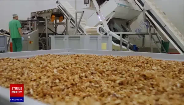 România, campioană la producția de nuci în UE. O mare parte pleacă în Europa și în țările arabe