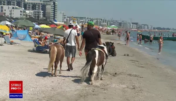 Pe litoral, polițiștii au salvat doi ponei chinuiți, târâți de doi indivizi prin soare, pentru a face bani