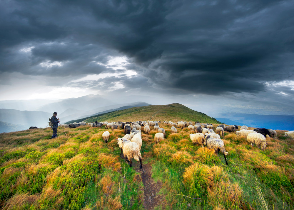 Tradițiile păstorilor din Novaci, readuse la viață: transhumanța și bucatele de la stână, sărbătorite ca pe vremuri