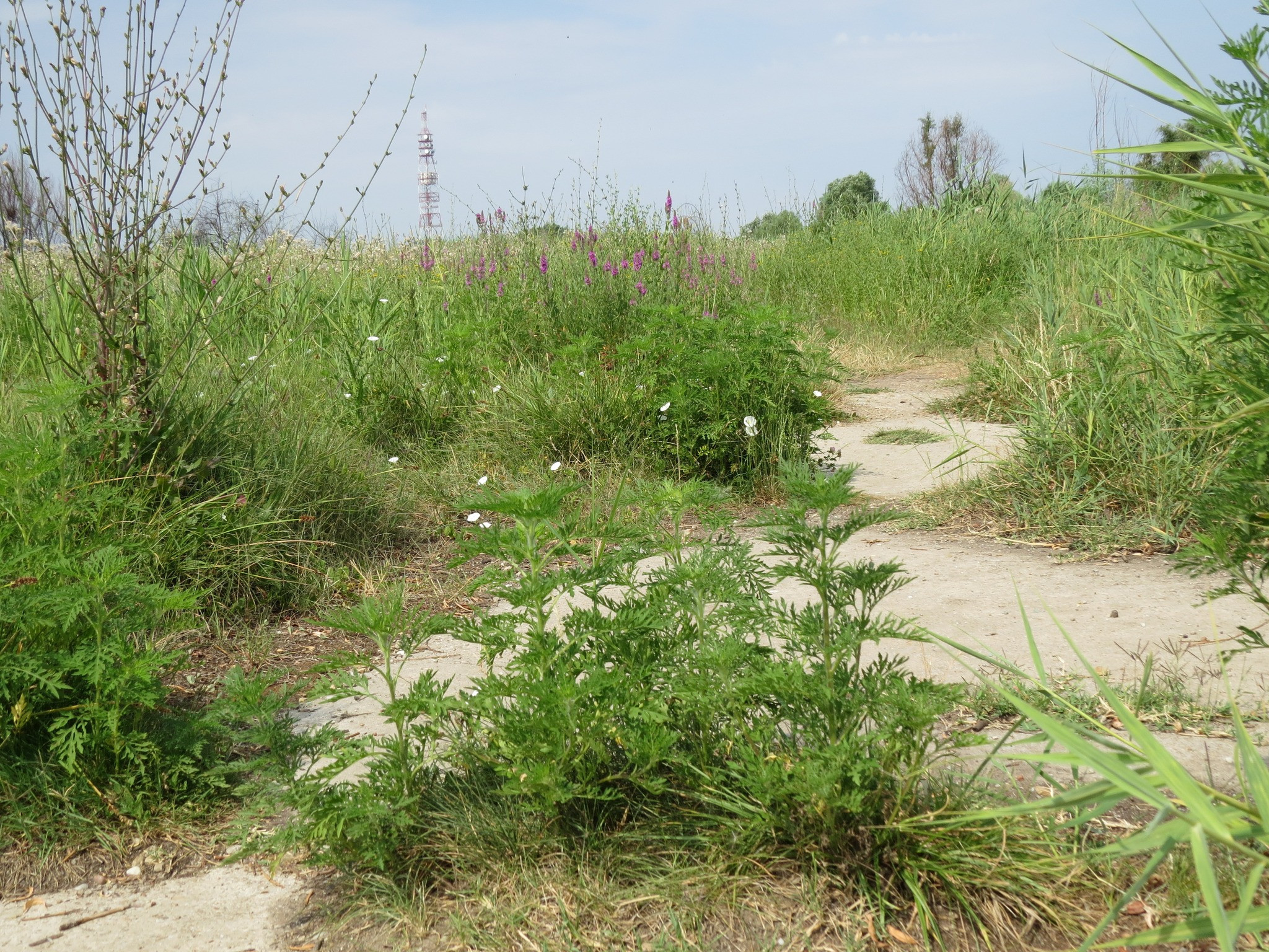 Parcul Natural Văcărești, plin de ambrozie. Persoanele alergice, sfătuite să evite zona