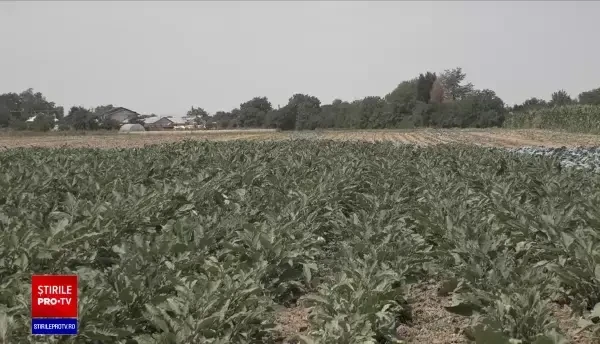O femeie din Dâmboviţa a murit strivită de un utilaj agricol în timp scotea cartofi pe un câmp