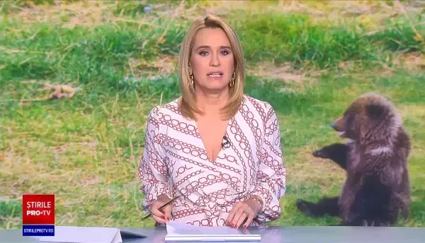 Un pui de urs din Munții Retezat a fost salvat de un turist. Animalul a fost dus la Grădina Zoologică din Hunedoara