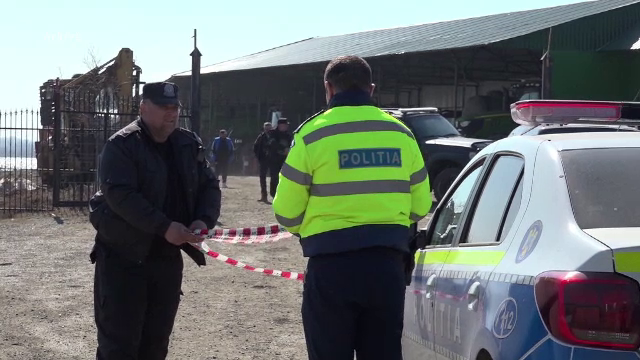 Trei câini fără stâpân, uciși cu toporul de un individ, în județul Iași