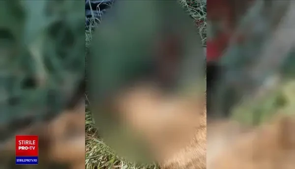 Trei câini fără stâpân, uciși cu toporul de un individ, în județul Iași