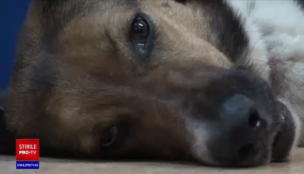 Problema abandonului animalelor capătă o nouă amploare. Câinii adoptați sunt readuși în adăposturi