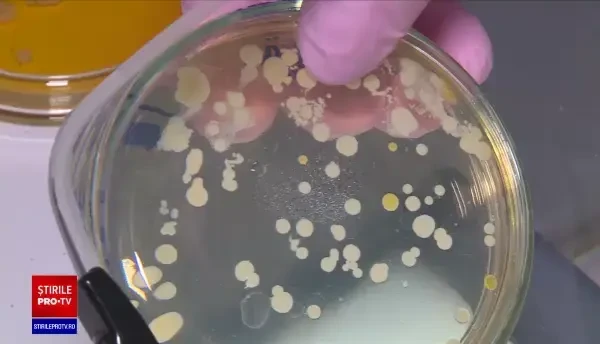 Experiment Știrile PRO TV. Telefoanele mobile, mai murdare decât scaunele de toaletă. Au de 10 ori mai multe bacterii