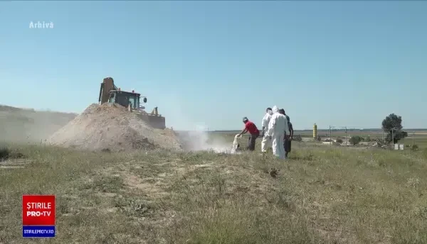 Producția de porci din România a scăzut dramatic din cauza pestei porcine. Carnea va fi tot mai puțină în magazine