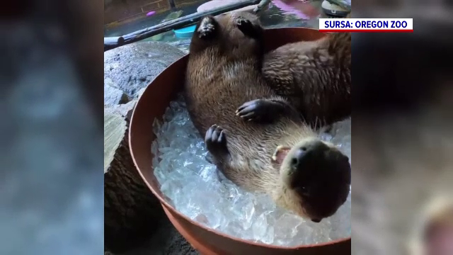 Trei vidre de la o grădină zoologică din SUA s-au răcorit într-o găleată plină cu gheață pe timp de caniculă