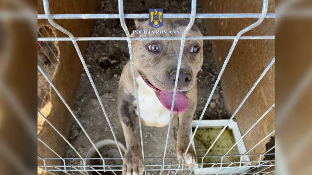 O adevărată crescătorie de câini de luptă a fost descoperită într-o localitate din Maramureş. Ce riscă proprietarul