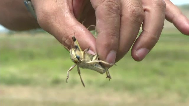 Molimă biblică în Tulcea. Roiuri uriașe de lăcuste au devorat hectare întregi de culturi de porumb. “N-a rămas decât bățul"