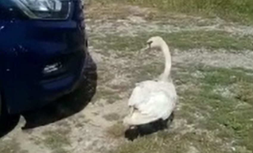 Misiune complicată pentru jandarmii din Bacău. Cum a reușit o lebădă să-i pună în dificultate