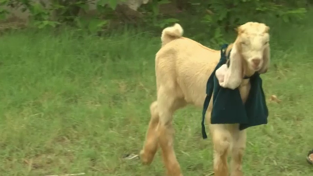 GALERIE FOTO Simba, ieduțul cu cele mai lungi urechi din lume. Au ajuns să măsoare 54 de centimetri