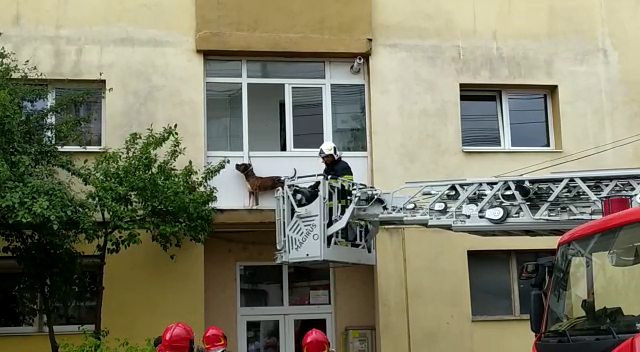 Pompierii din Sibiu au intervenit să salveze un câine blocat în exteriorul unui balcon