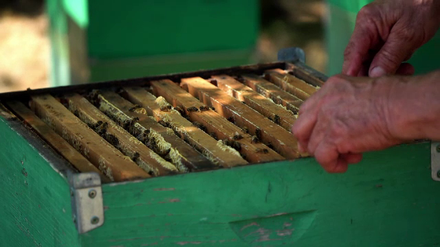 Producția de miere, afectată de secetă. Albinele sunt hrănite artificial. Apicultorii mută stupii la vama cu Ungaria