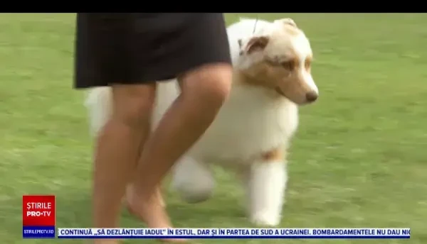 Mii de câini din România și străinătate, la un concurs de frumusețe la Arad. Printre ei s-a aflat și un ciobănesc românesc