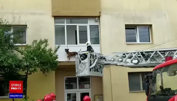 Pompierii din Sibiu au intervenit să salveze un câine blocat în exteriorul unui balcon