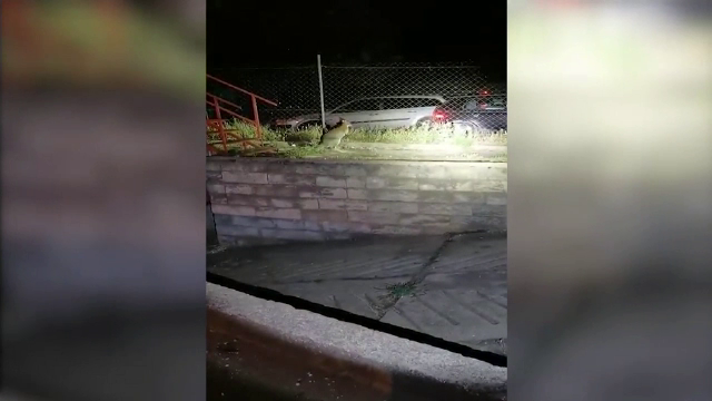 Polițiștii din Budapesta au urmărit șase kilometri un cangur. Cum s-a terminat aventura