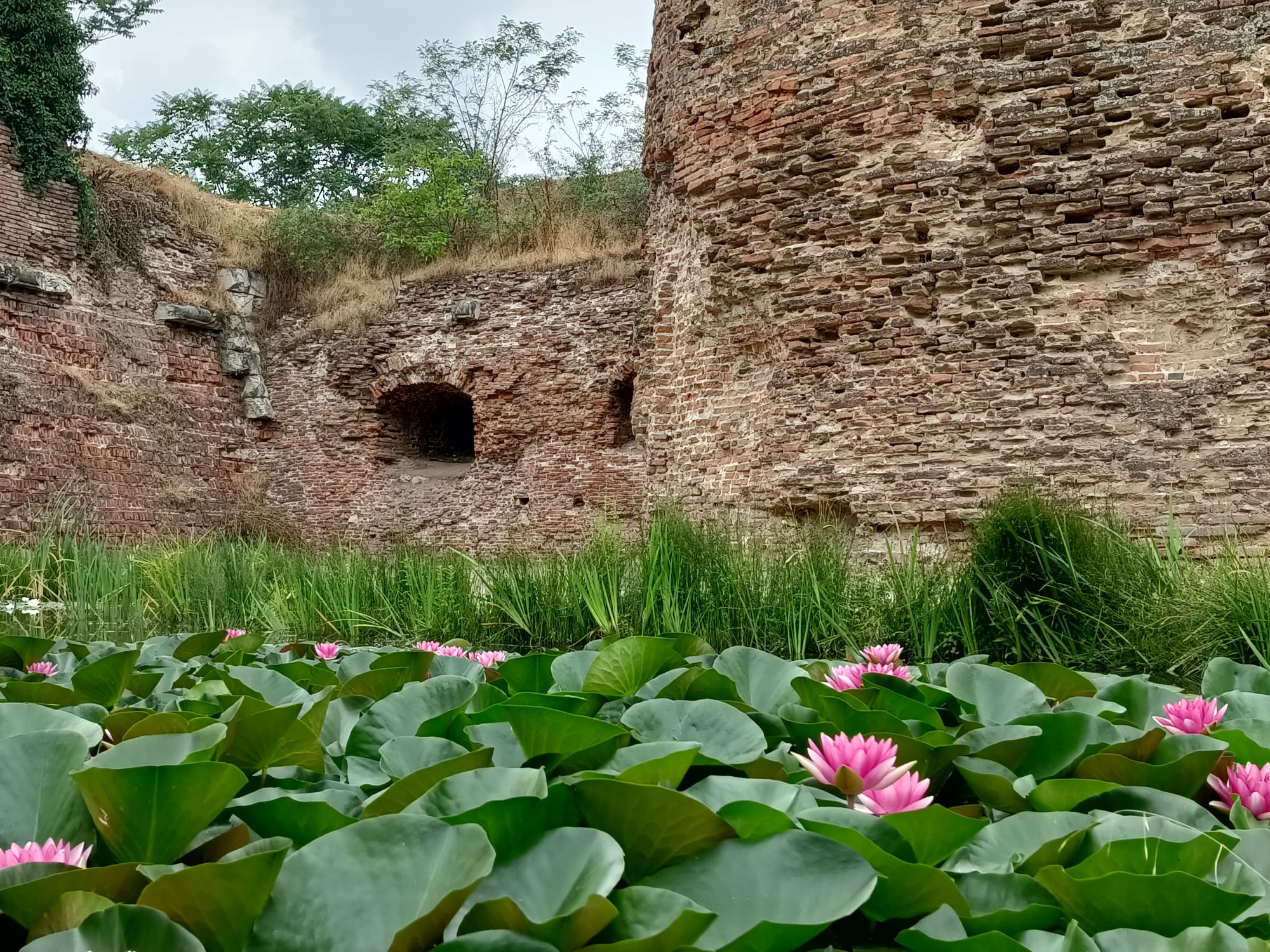 Găsește broasca de la Cetatea Oradea! Imaginea care îți va da bătăi de cap - FOTO