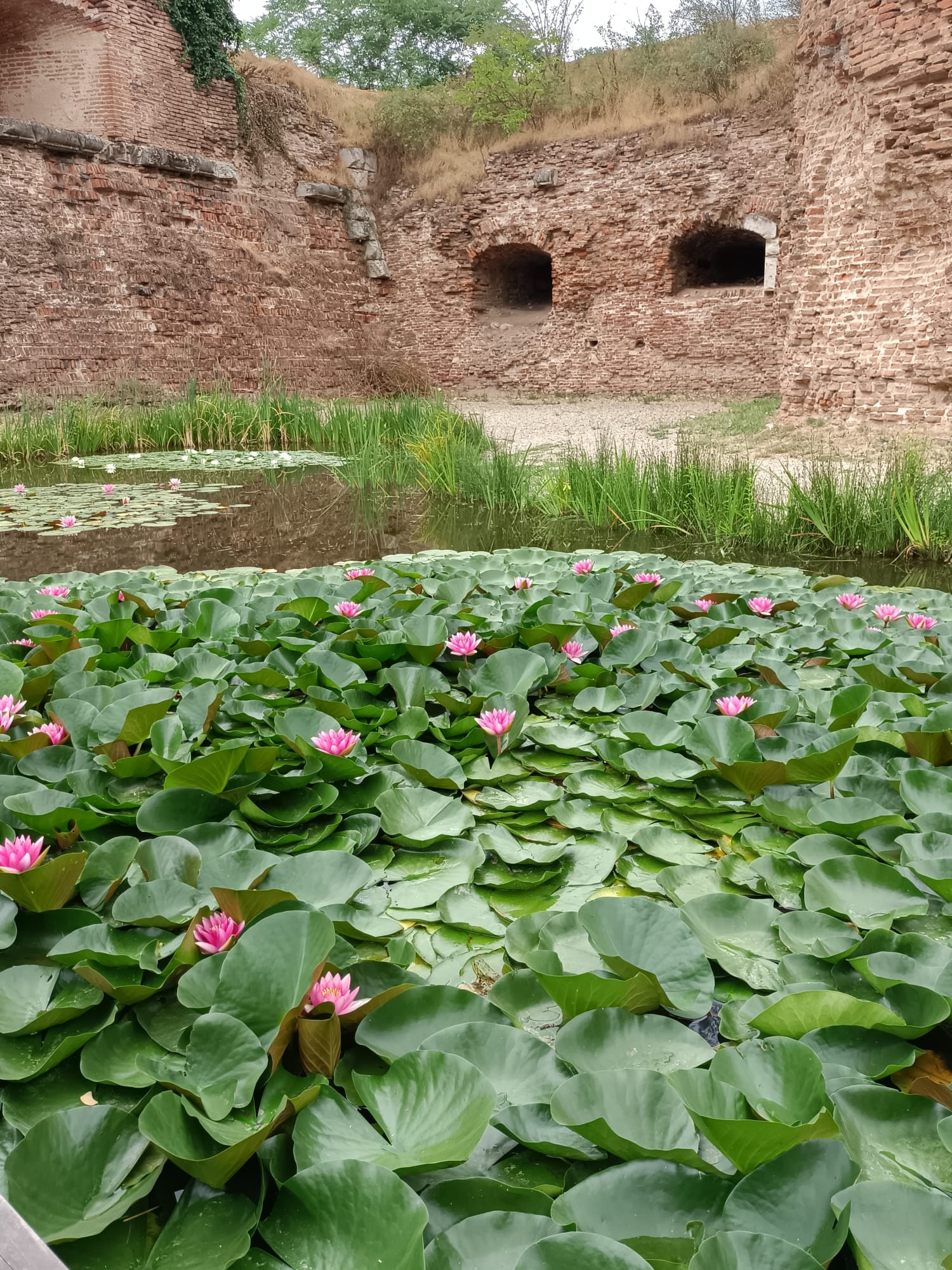 Broasca de la Cetatea Oradea