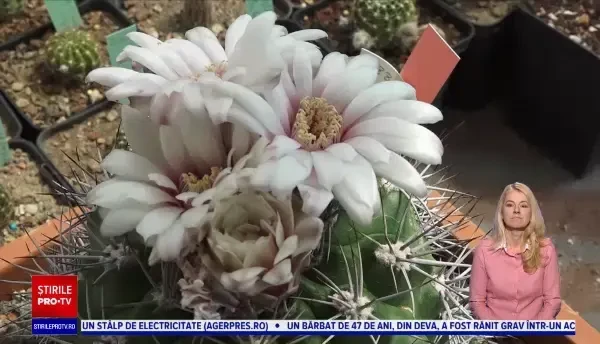 De ce cactușii sunt plantele ideale pentru împodobirea casei și sunt folosiți tot mai des ca mărturii de nuntă
