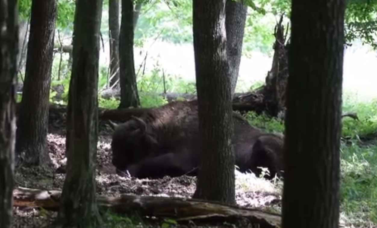 Zimbru filmat tăvălindu-se în praf, în Parcul Național Vânători