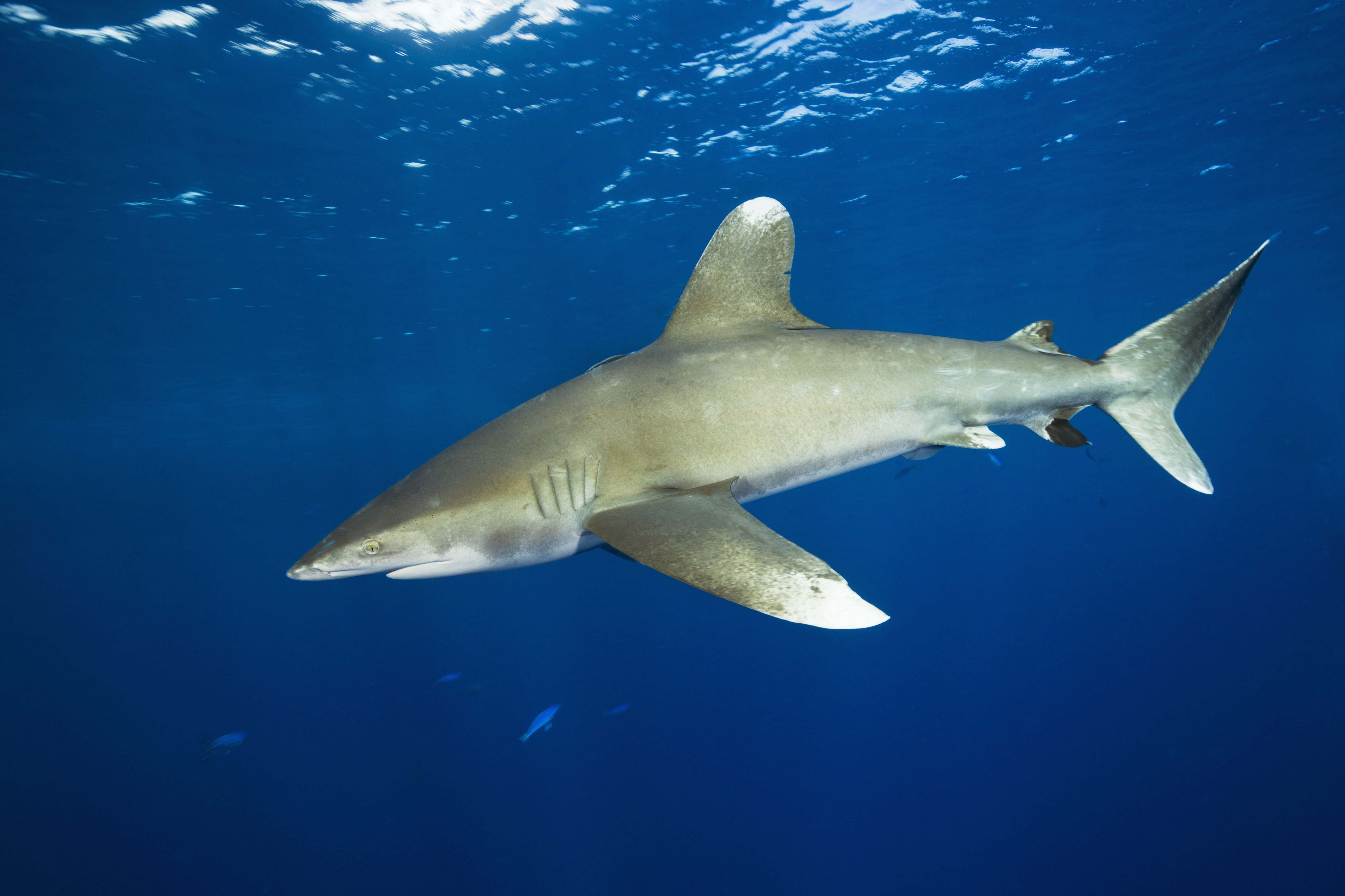 Motivul oficial pentru care cele două turiste, inclusiv o româncă, au fost ucise de rechin în Egipt