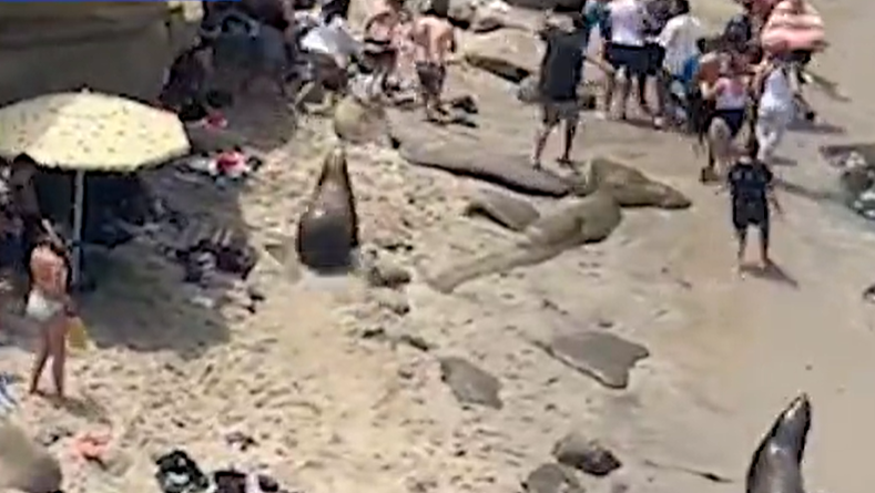 VIDEO Momentul în care doi lei de mare intră în mulțimea de pe o plajă din San Diego