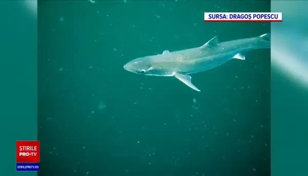 "Câinele de mare", rechinul din zona litoralului românesc, e pe cale de dispariție. Când a fost văzut ultima oară