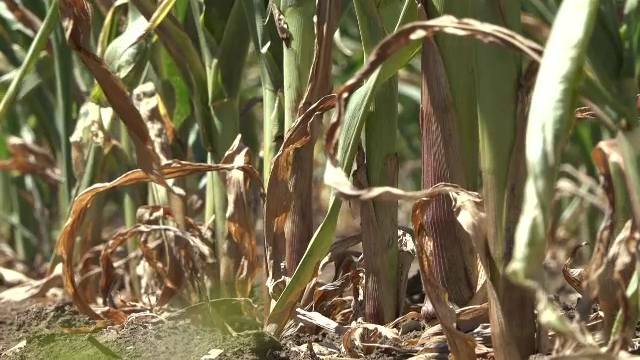 Seceta face ravagii în România. Asociațiile fermierilor au cerut de urgenţă declararea stării de calamitate în agricultură