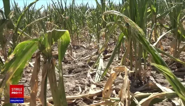 Seceta face ravagii în România. Asociațiile fermierilor au cerut de urgenţă declararea stării de calamitate în agricultură