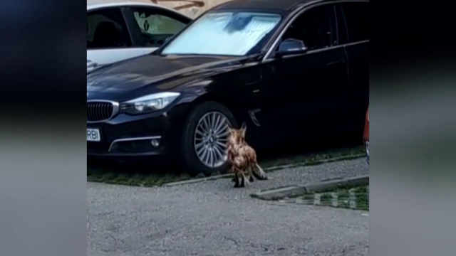 O vulpe s-a plimbat prin Târgu Jiu cu o găină în gură