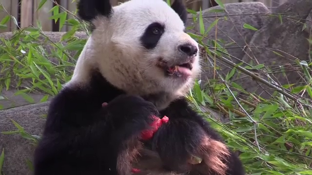 O grădină zoo din Spania le ajută pe animale să suporte canicula. Cum au fost tratați urșii, felinele și focile în Madrid