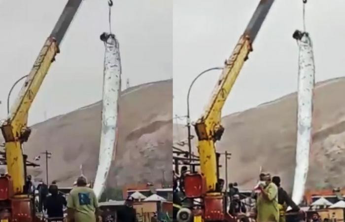 „Monstrul” aducător de dezastre scos din ocean de câțiva pescari. Are peste 5 metri lungime. VIDEO