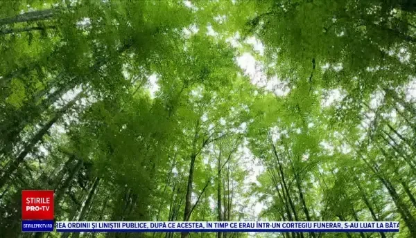 Horoscop 14 iulie 2022 cu Neti Sandu. Zodia căreia îi vin bani pe altă filieră decât de la serviciu