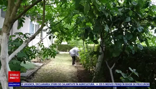 Băimărenii concurează pentru cea mai frumoasă grădină de la casă sau bloc. Care sunt premiile