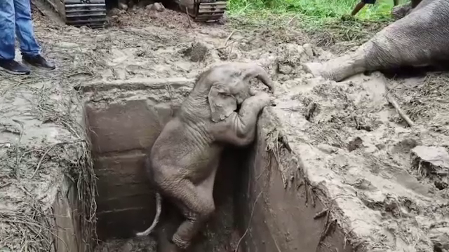 Scenă emoționantă la o rezervație naturală din Thailanda. Cum au fost salvați un pui de elefant și mama sa dintr-un puț