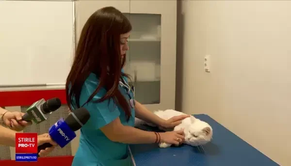 A fost înființată prima bancă de sânge pentru animale din Moldova. Este nevoie de donatori