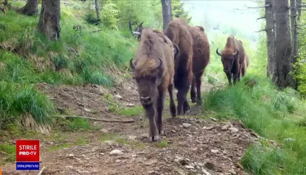 Numărul zimbrilor din România este în creștere după 200 de ani. Beneficiile aduse de prezența lor în țara noastră