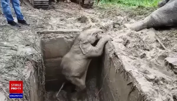 Scenă emoționantă la o rezervație naturală din Thailanda. Cum au fost salvați un pui de elefant și mama sa dintr-un puț