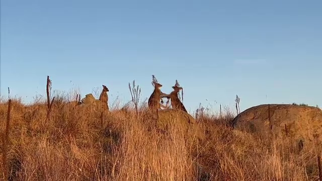 Imagini cu doi canguri care se luptă pentru a cuceri o femelă. „Ritualul”, surprins în capitala Australiei | VIDEO