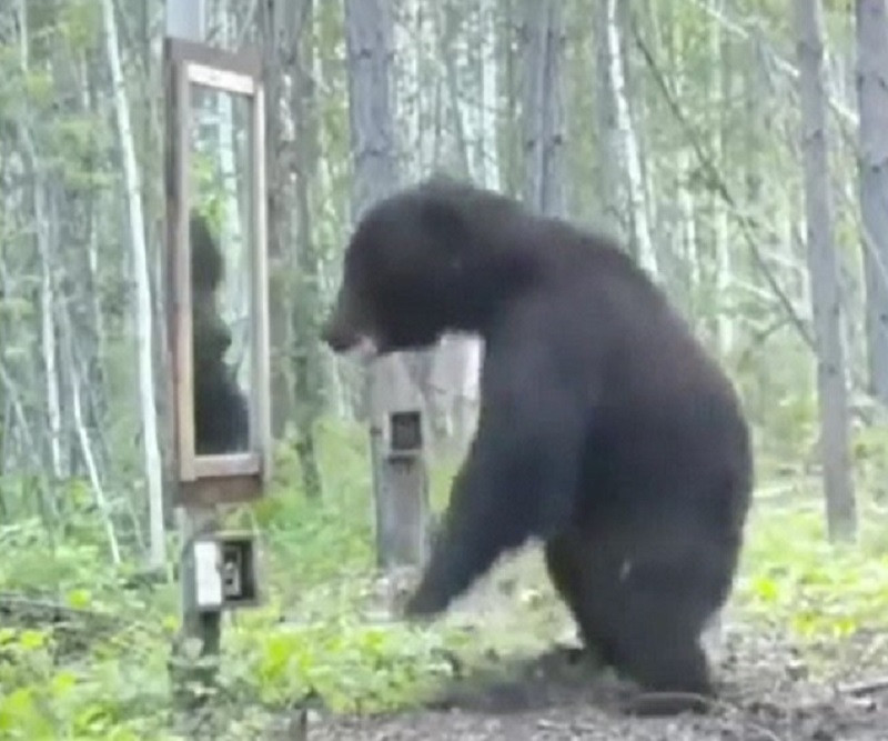 Un urs grizzly s-a văzut pentru prima oară într-o oglindă. Ce a urmat întrece orice închipuire